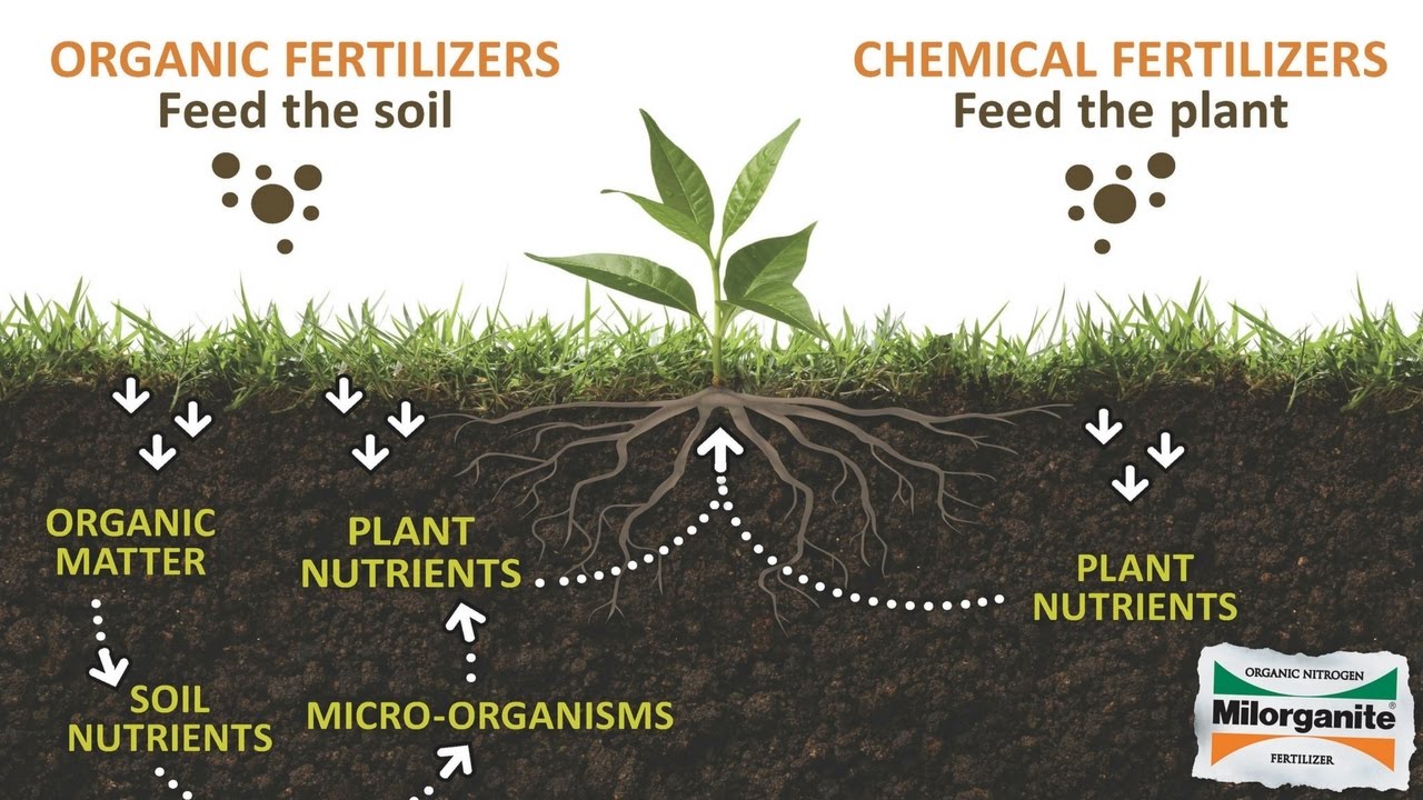 comparing-organic-vs-chemical-fertilizers-swami-ramdev-youtube