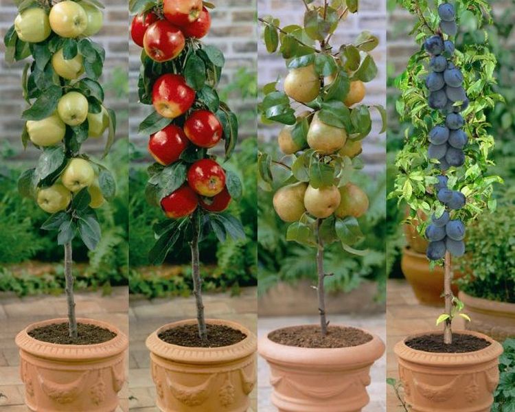 7 Easy Container Fruits