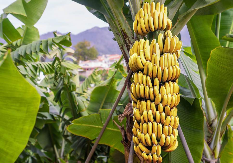 Guide To Growing Bananas In Your Backyard