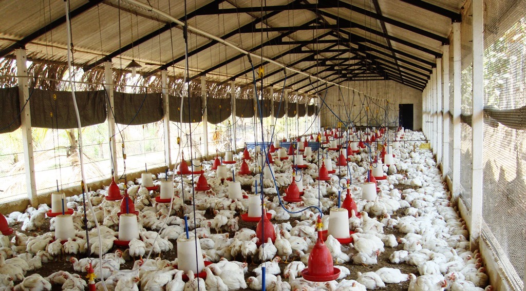 How To Start Broiler Farming At John Pruneda Blog