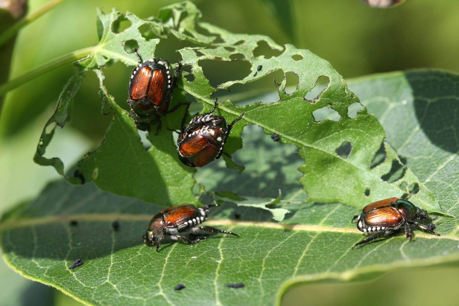 Most Common Pests In Gardens Urban Farm Online