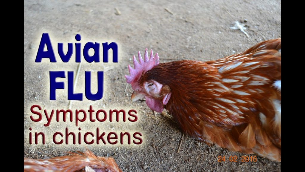 common-chicken-diseases