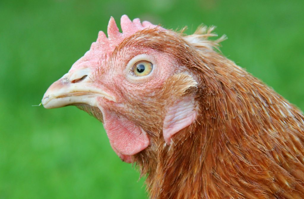 Common Chicken Diseases