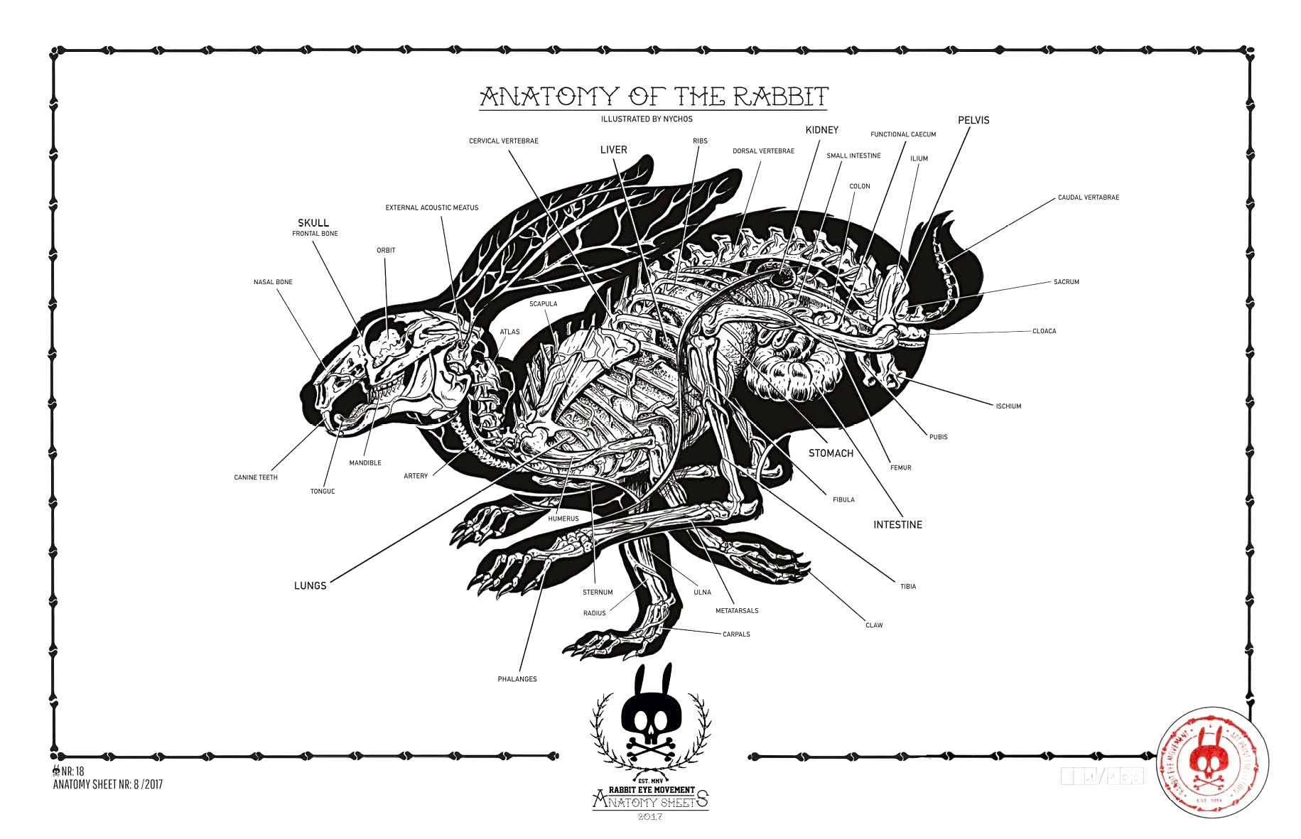 Anatomy Of The Rabbit