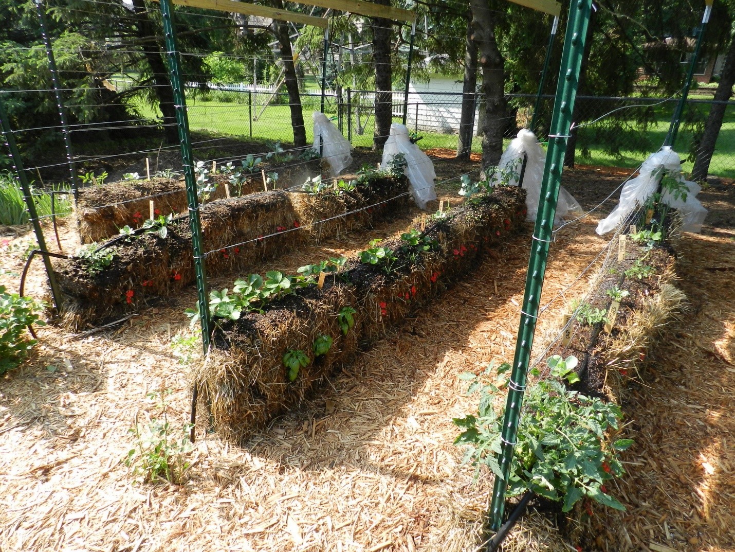 Why Is A Hay Bale Garden The Great Thing To Start Urban Farm Online