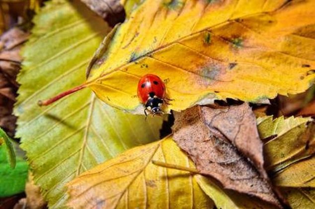 Here is why you shouldn’t throw out leaves in the autumn