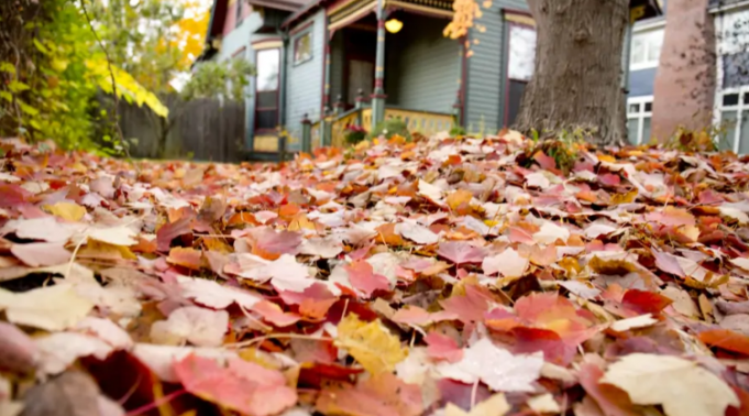 Here Is Why You Shouldn't Throw Out Leaves In The Autumn