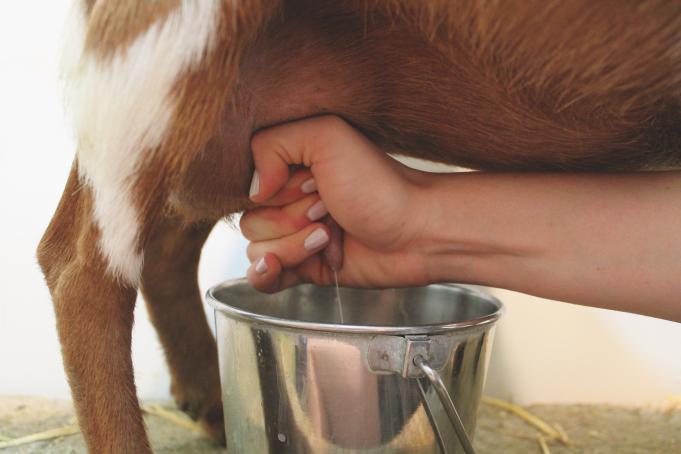 3 Tips for Tasting Goat’s Milk - Urban Farm Online