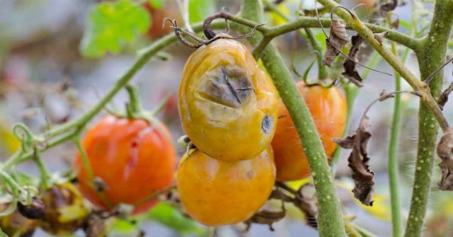 How to get rid of tomato diseases in your garden