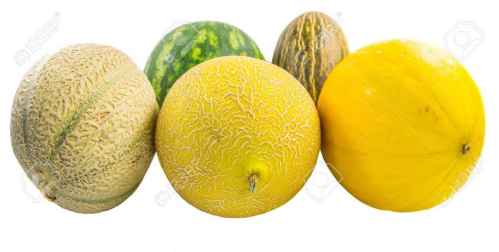 A Tropical Melon Perfect For Winter Season - Urban Farm Online