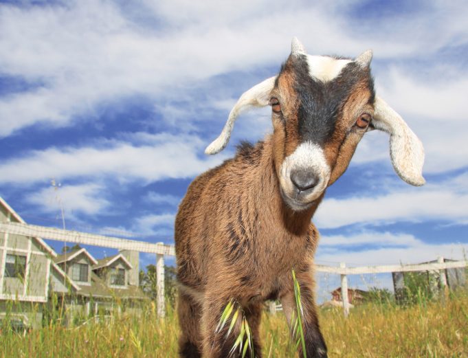 Goats as Companions - Urban Farm Online