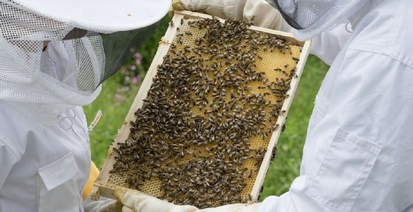 Is Beekeeping Profitable? - Urban Farm Online