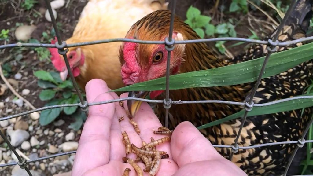 How big should a chicken yard be Thinking of having indoor chickens? Don’t.