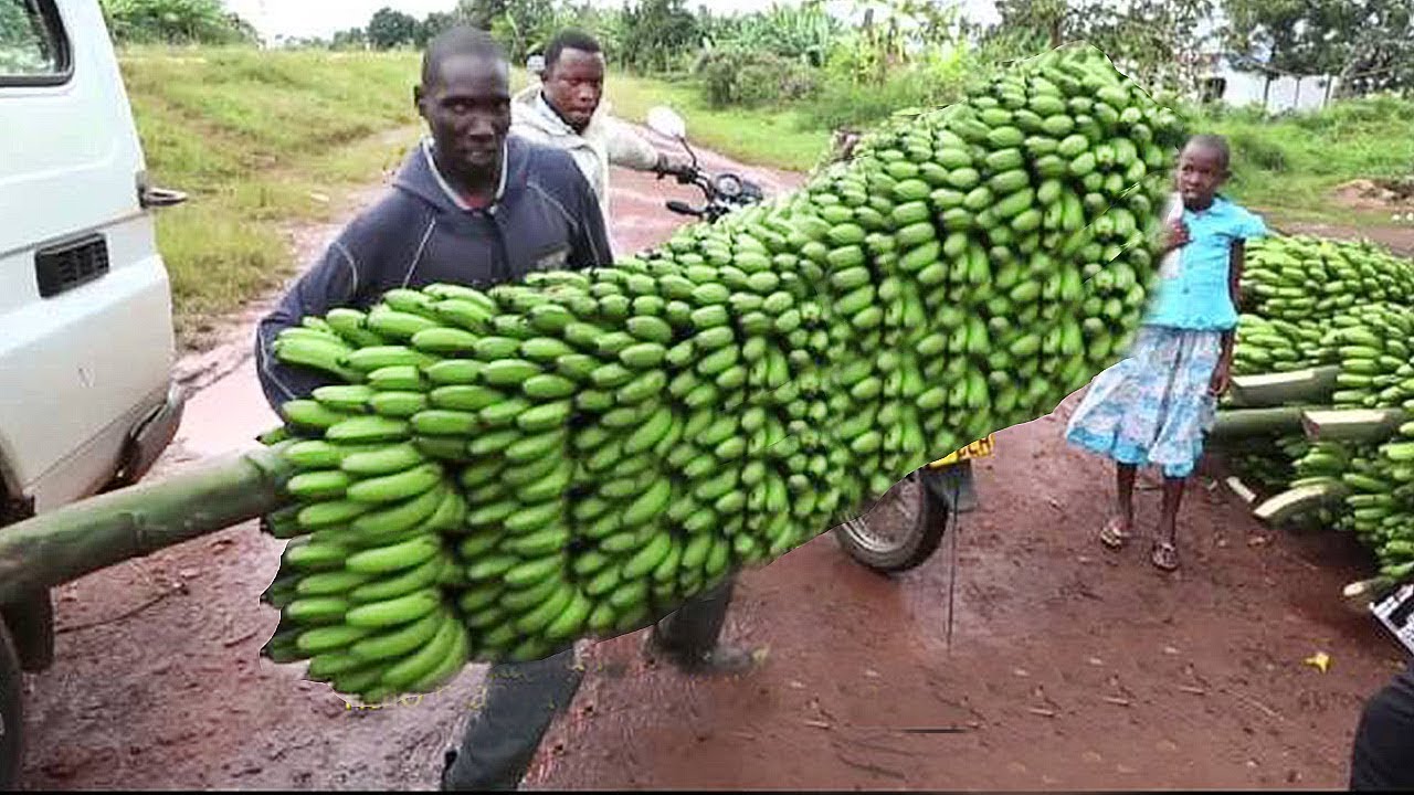 Harvesting Banana Plant: Timing and Techniques