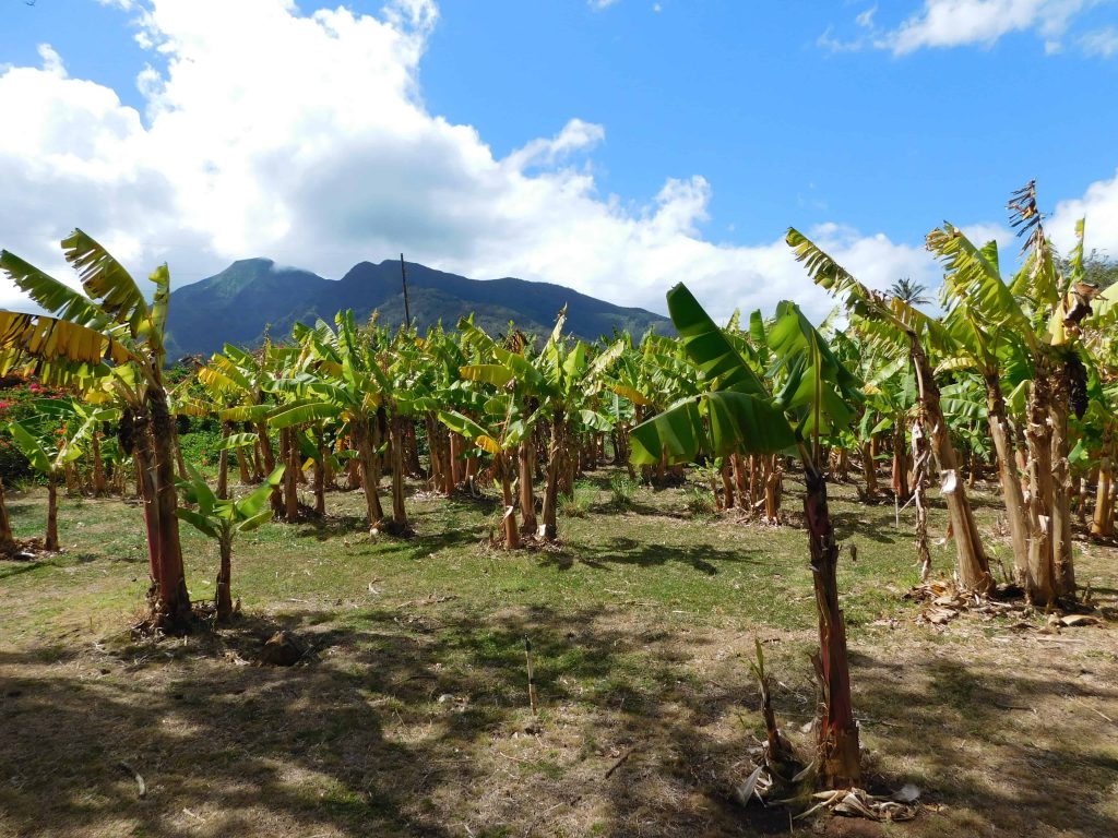 Guide to growing bananas in your backyard Urban Farm Online