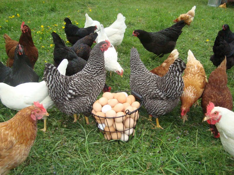 broiler chicken shop business plan