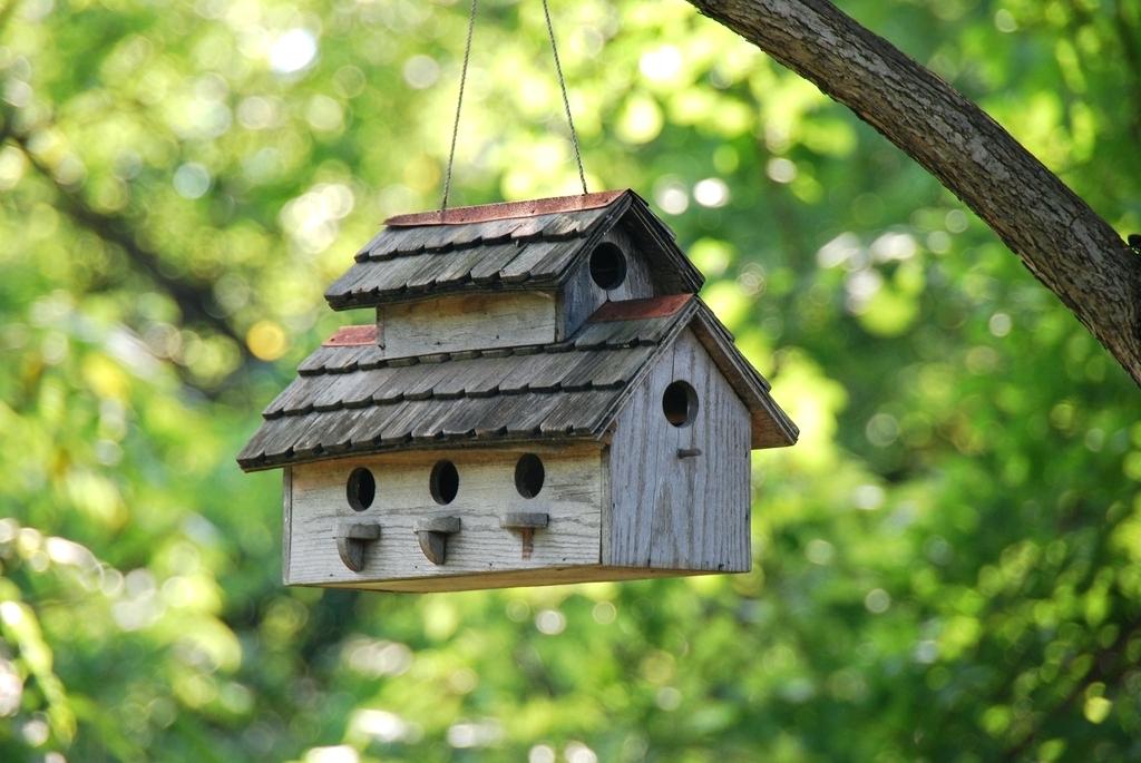 Best Ways to Attract Birds to Your Garden - Urban Farm Online