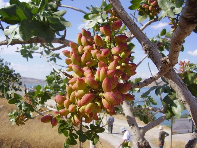 Everything You Need To Know About Growing Up A Pistachio Tree - Urban ...