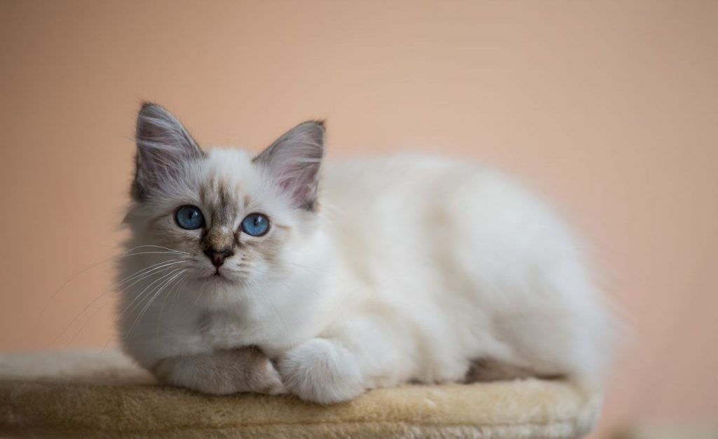 Cat Breeds that Love to Cuddle - Urban Farm Online