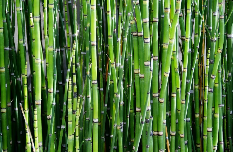 Dense bamboo plants showing that growing them can be one of the better rooftop garden design ideas