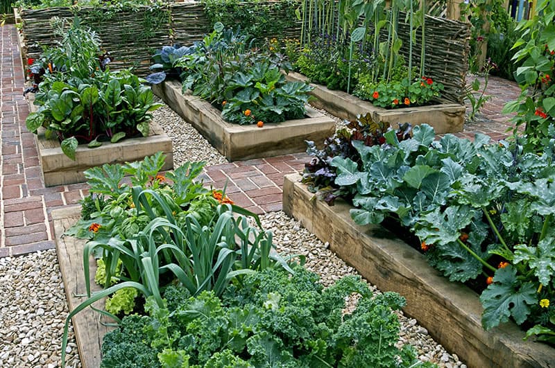 Your Backyard Vegetable Garden, Backyard Vegetable Gardening