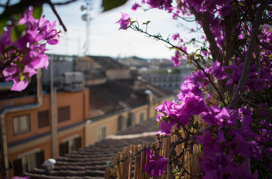 A view from a rooftop through some flowers