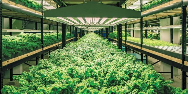 hydroponic farming at home download
