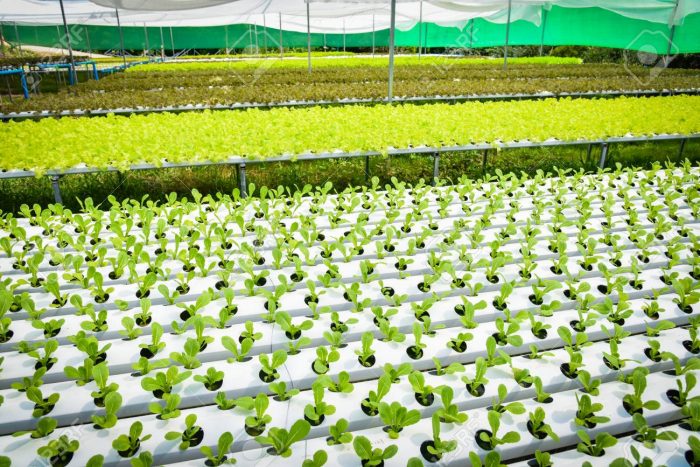 hydroponic farming at home download