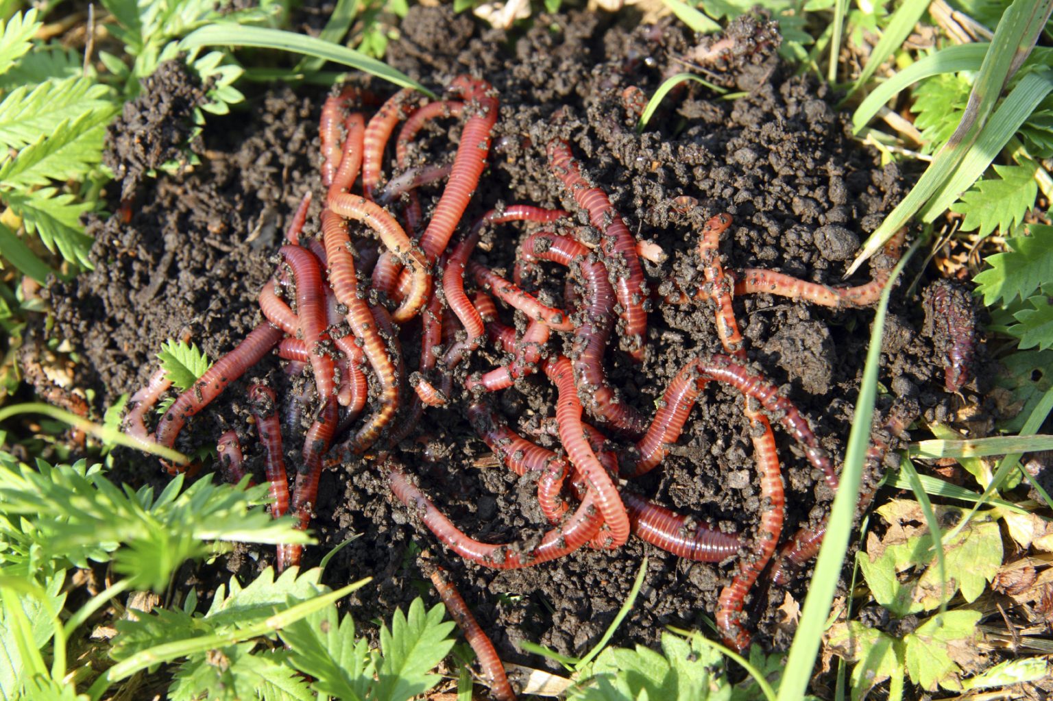 The Benefits Of Worm Composting Urban Farm Online