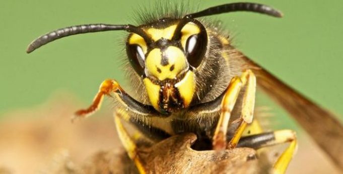 Why Wasps Are Your Garden’s Best Friends - Urban Farm Online