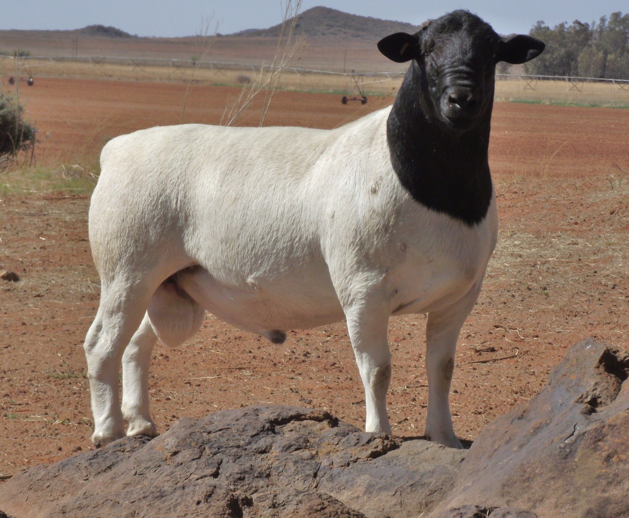 Hair Sheep: Woolless Sheep for Dairy and Meat Farming - Urban Farm Online