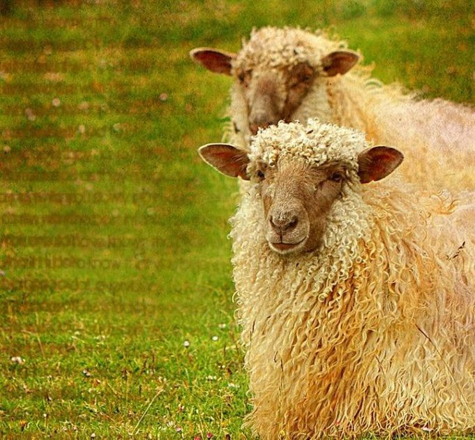 Hair Sheep: Woolless Sheep for Dairy and Meat Farming - Urban Farm Online