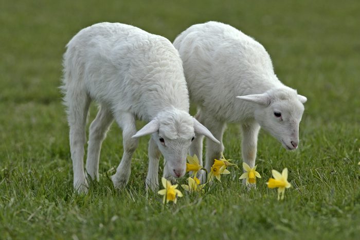 Hair Sheep: Woolless Sheep for Dairy and Meat Farming - Urban Farm Online