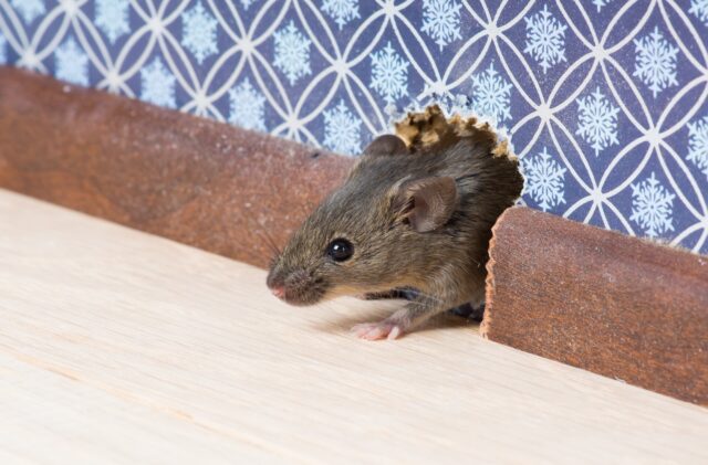 How to get rid of mice –12 easy ways using cat litter, humane