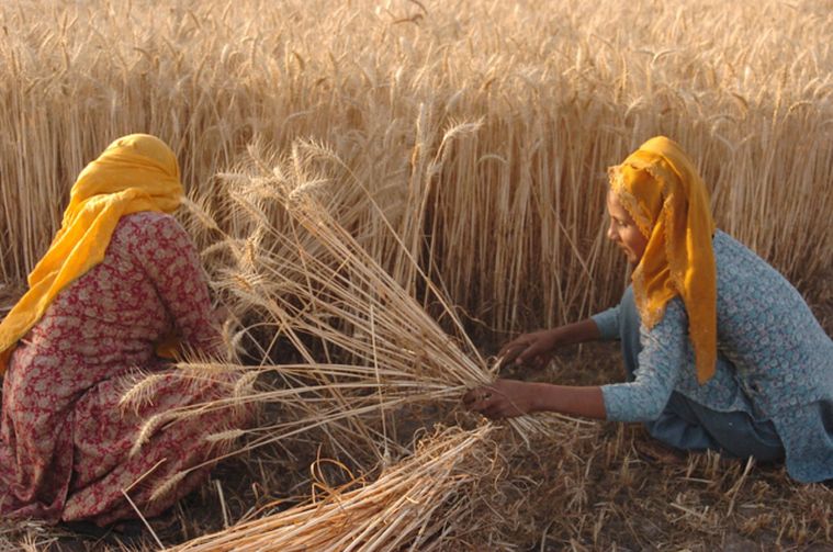 Maximizing Your Crop Yield: The Benefits Of Shade Nets In Agriculture 